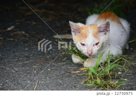 野良猫２１ 12730973