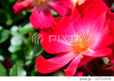 夏の花 夏の花 12731450