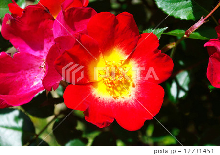 夏の花 夏の花 12731451