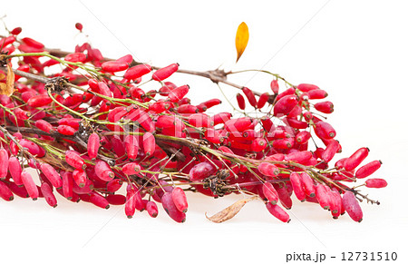 red berberis branch with ripe fruits 12731510