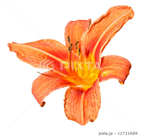 orange flower of daylily close up isolated 12731689