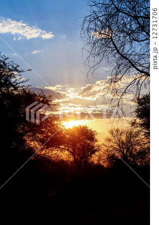 African sunset with tree in front African sunset with tree in front 12731706