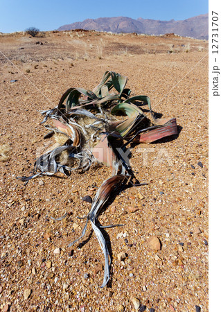 Welwitschia mirabilis, Amazing desert plant, living fossil Welwitschia mirabilis, Amazing desert plant, living fossil 12731707