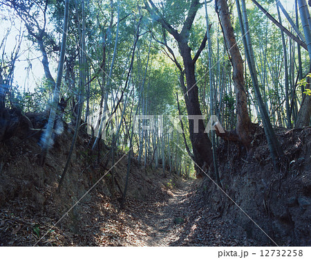 「世界文化遺産」熊野古道、大辺地の富田坂（とんだざか）/草堂寺付近の竹林の参詣道 12732258