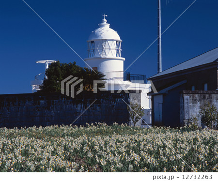樫野崎灯台とスイセンの群生(紀伊大島、東端断崖にたつ日本最古の石造り灯台)「吉野熊野国立公園」 樫野崎灯台とスイセンの群生(紀伊大島、東端断崖にたつ日本最古の石造り灯台)「吉野熊野国立公園」 12732263