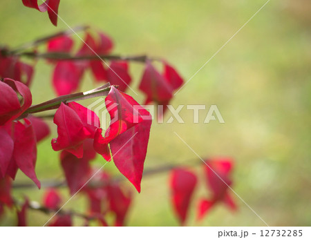 ニシキギの紅葉 12732285