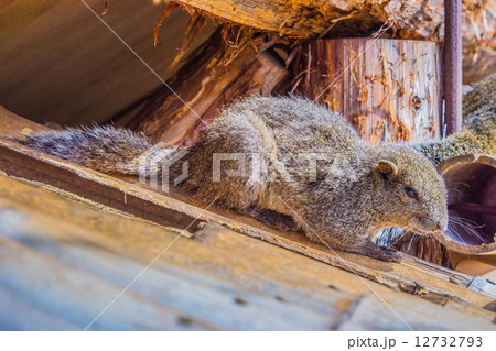 牛久大仏のタイワンリス 12732793