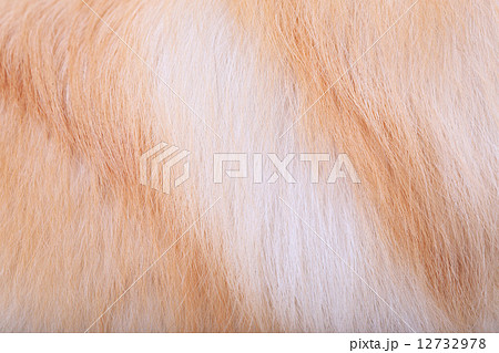 textured dog hair background, Animal fur 12732978