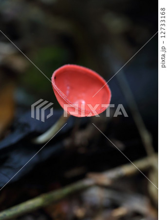 Champagne mushroom in rain forest 12733168