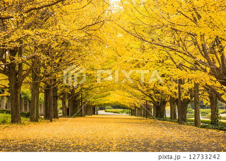 昭和記念公園のイチョウ並木の写真素材 [12733242] - PIXTA