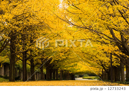 昭和記念公園　イチョウ並木　１１月 12733243