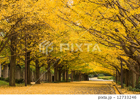 昭和記念公園　イチョウ並木の風景 12733246