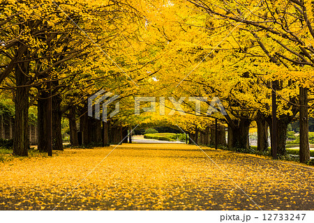 昭和記念公園 黄葉のイチョウ並木の写真素材