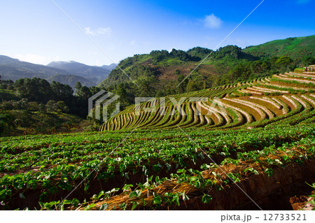 Beautiful landscape and fresh strawberries farm 12733521