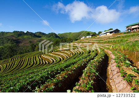 Beautiful landscape and fresh strawberries farm 12733522