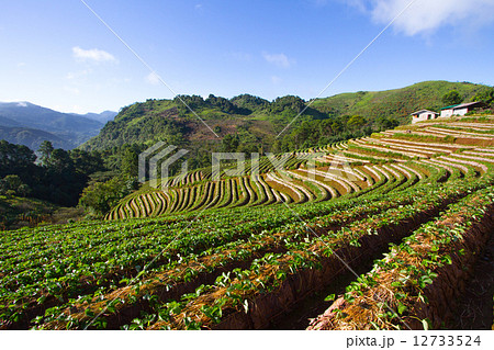 Landscape and fresh strawberries farm Landscape and fresh strawberries farm 12733524