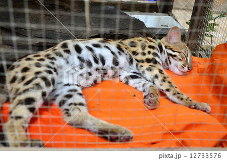 Baby Leopard in cage 12733576