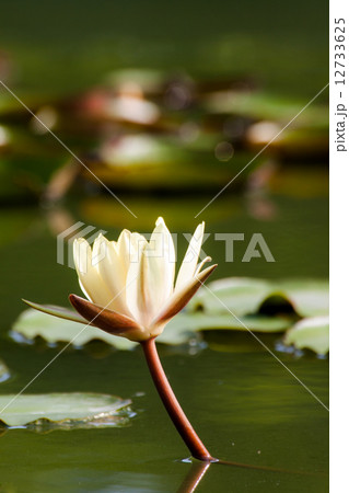 Yellow lotus flower on the water Yellow lotus flower on the water 12733625