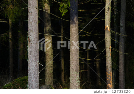 Scary spruce forest Scary spruce forest 12735820