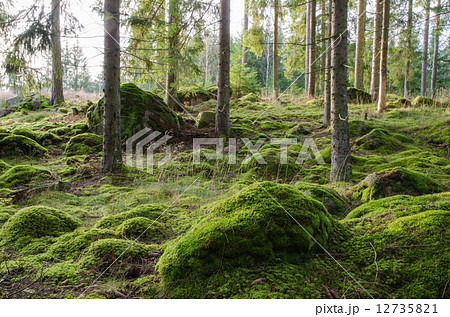Bright and mossy coniferous forest 12735821