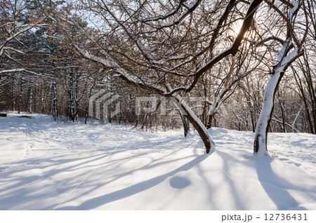 snowy winter forest snowy winter forest 12736431