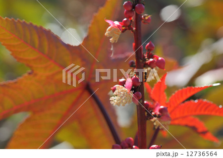 トウゴマの花 トウゴマの花 12736564