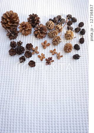 いろいろな木の実 12736837