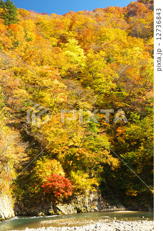 青森 鯵ヶ沢町 赤石川 青森 鯵ヶ沢町 赤石川 12736843