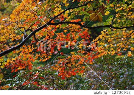カエデの紅葉 12736918
