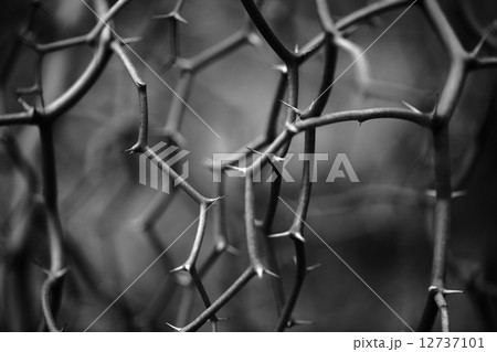 シェイプ 12737101