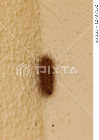 スジモンヒトリの幼虫０２ 12737102