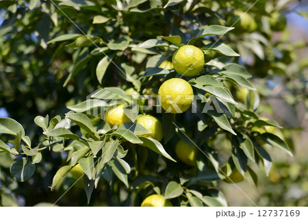 ゆずの実 ゆずの実 12737169