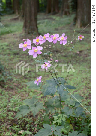 シュウメイギク 12737264