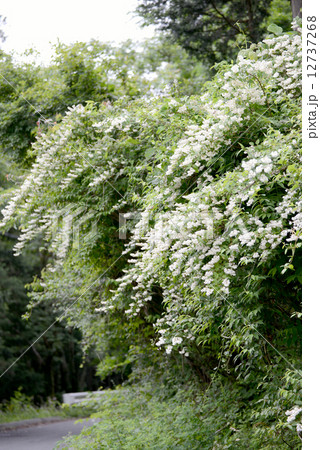 卯の花 卯の花 12737268