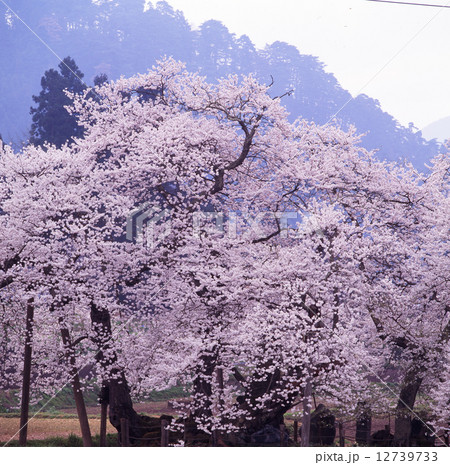 石部桜満開 石部桜満開 12739733