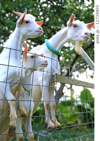 ヤギ ヤギ 12739805