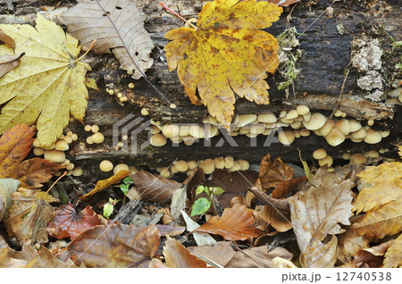 ニガクリタケ 12740538