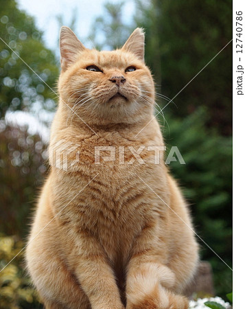 下から見上げた猫 12740786