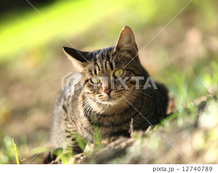 斜面にうずくまる猫の写真素材