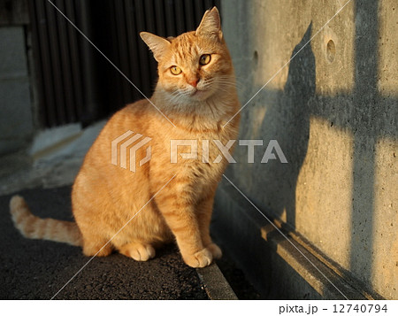 夕日を受ける猫 12740794