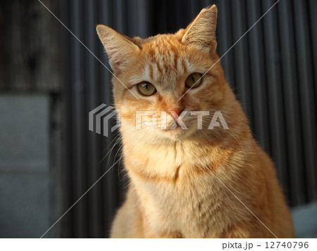 夕暮れ時の猫 12740796