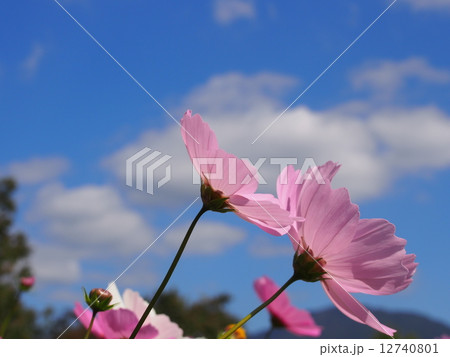 コスモス 12740801