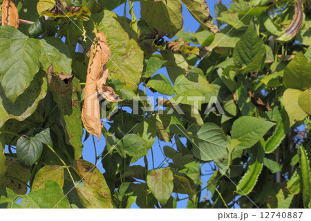 ナタマメの実 ナタマメの実 12740887