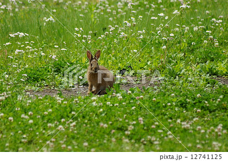 野うさぎ 12741125