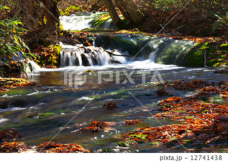 秋田　にかほ市　獅子ヶ鼻湿原 12741438