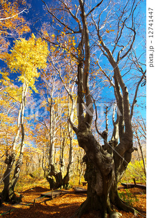 秋田 にかほ市 獅子ヶ鼻湿原 秋田 にかほ市 獅子ヶ鼻湿原 12741447