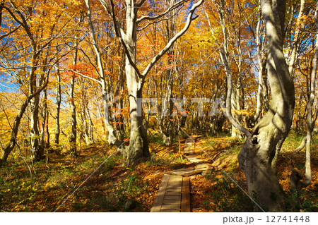 秋田　にかほ市　獅子ヶ鼻湿原 12741448