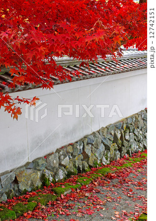 紅葉と白塀 12742151
