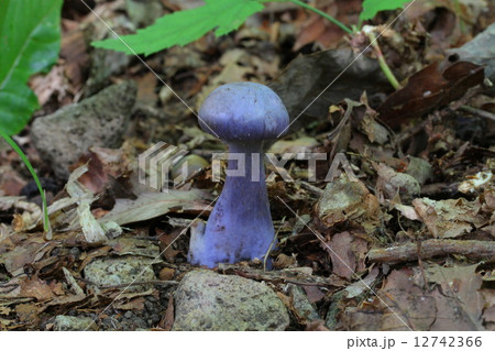 フウセンタケ属 フウセンタケ属 12742366