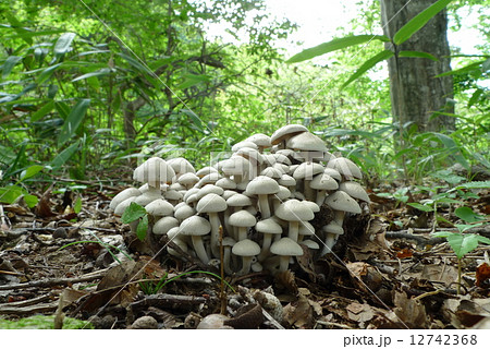 シャカシメジ 12742368
